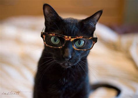 Photographic Print Cat In Glasses 2 8x10