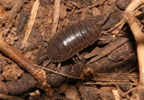 Don't be too hasty in getting rid of woodlice from your garden, as they have a valuable role in regrowth and decomposition. How To Get Rid Of Slaters In Your Garden - Garden Ftempo