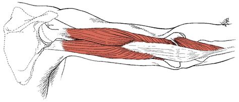 How To Rehab Triceps Tendonitis
