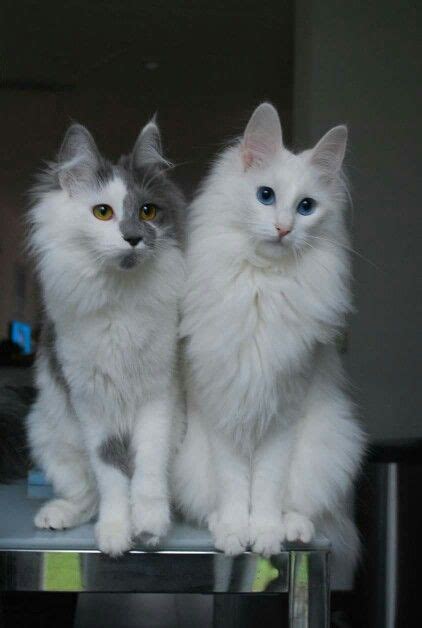 Beautiful Turkish Angoras Pics Of Cute Cats Cute Cat  Cat Pics