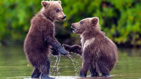 Give Me 5 With Your Bear Hands Two Cute Cubs Play Around In River World News Mirror Online