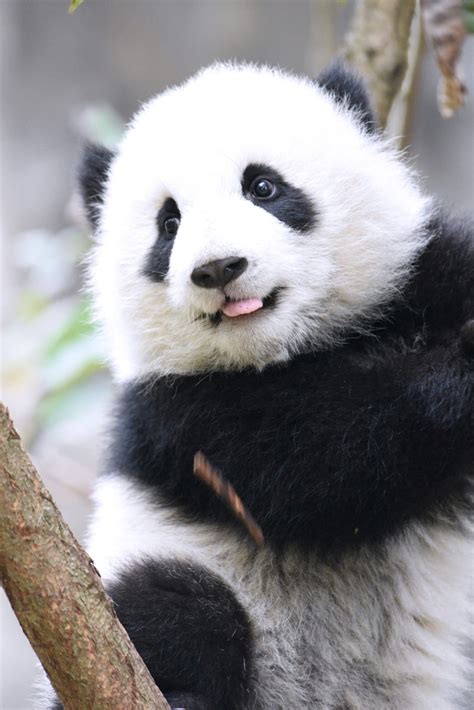 Giant Panda Meng Yu 5th Meng Ursos Panda Bebê Pandas Filhotes