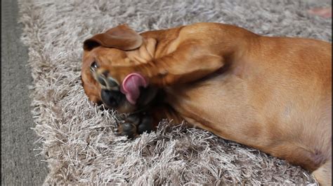 Dachshund Too Lazy To Even Get Up And Scratch Himself Youtube