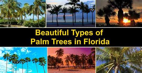 Types Of Palm Trees In Florida With Pictures And Names