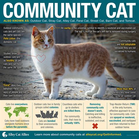 Community Cat Infographic Poster Alley Cat Allies