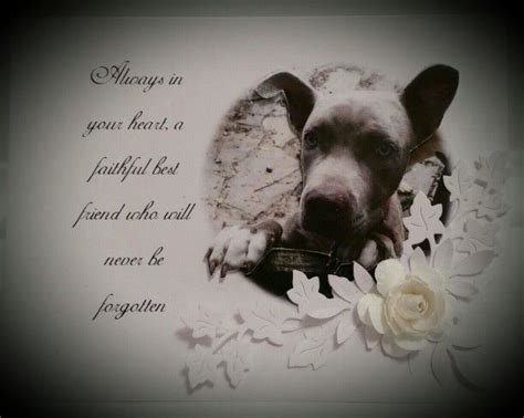 A Dog With A White Rose On Its Head And Some Words In The Background