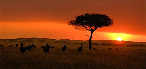 Maasai Mara Sunset Maasai Mara Rift Valley In 2020 Sunset Rift