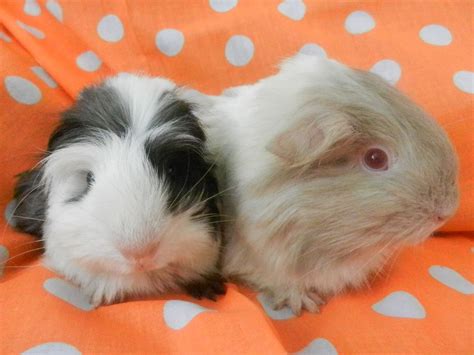 Pets for sale » guineapigs. 2 male guinea pigs for sale | Holmfirth, West Yorkshire ...