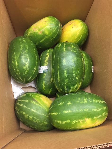 Big melons : pics