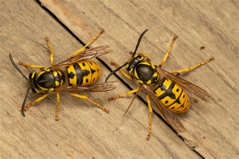 Wasps Vs Bees Live Bee Removal