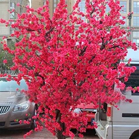 The Red Sakura Tree