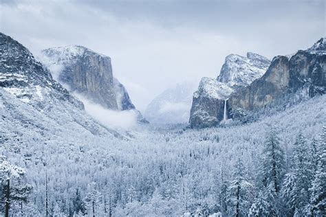 Snow Covered Pines In Yosemite Valley Yosemite National Park