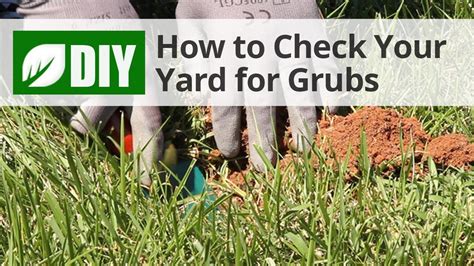 How To Check For Lawn Grubs Youtube