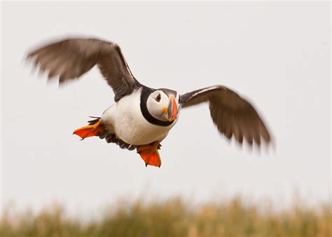 Five Seabird Colonies To Explore Natural History Society Of Northumbria