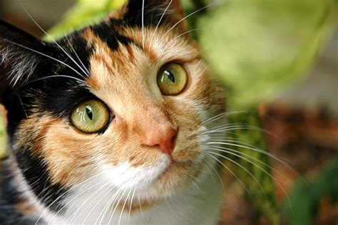 Free Calico cat outside Stock Photo - FreeImages.com