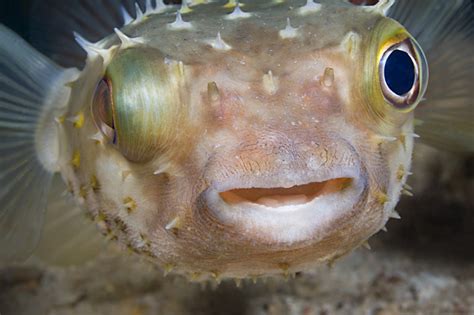 Photo Pufferfish By Mark Guzik Underwater