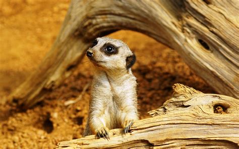 Meerkat Wallpapers Wallpaper Cave