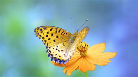Wings Butterfly Flowers Animal Insects Hd Wallpaper Rare Gallery