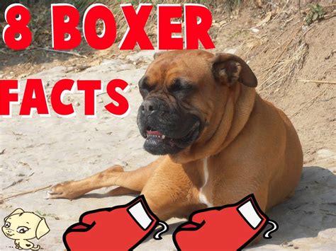 Boxer Dog Breed Facts Learn 8 Interesting Facts Of The Boxer And Wacth