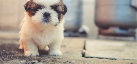 An Umbilical Hernia Puppy Injury What You Need To Know