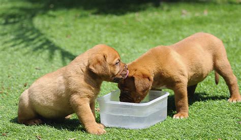 At this stage don't worry about overfeeding. When Is A Good Time For A Puppy To Start Drinking Water ...
