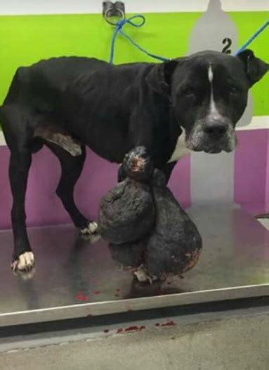 Dog Rescued With Grotesque 20 Pound Tumor On His Leg • Pet Rescue Report