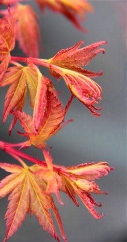 Johnnies Pink Japanese Maple 1 Year Graft Maple Trees