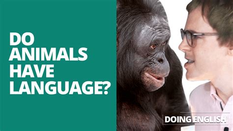 Can Animals Use Language — Doing English