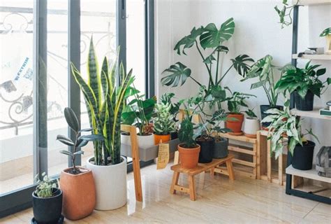 8 Easy To Care Houseplants For Beginners Trionds