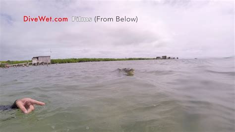 Murky Waters While Crocodile Diving In Banco Chinchorro Mexico Youtube