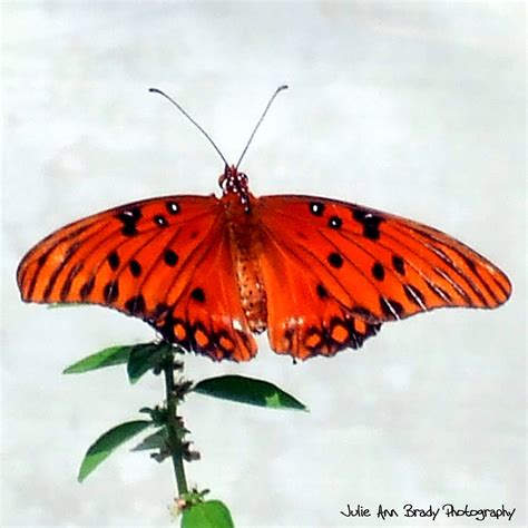 Julie Ann Brady Blog On Gulf Fritillary Butterfly