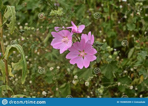 Wild Mallow In The Summer Gardencommon Mallow Malva Sylvestris Pink