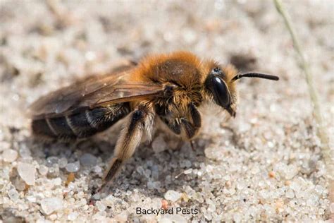 Ground Bees What They Are And What They Look Like With Pictures