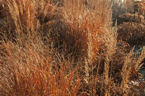 10 Best Ornamental Grasses For Winter Gardens