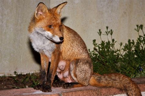 Red Fox Behaviour Helpers In Fox Society Wildlife Online