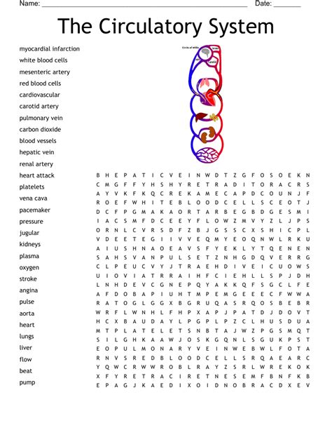 Circulatory System Word Search Puzzle