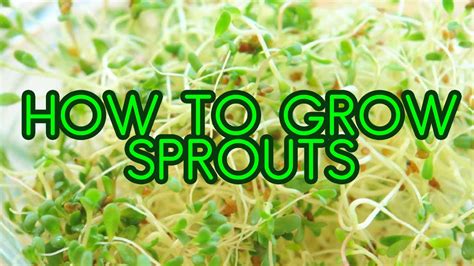 How To Grow Sprouts Alfalfa And Broccoli Sprouting In Mason Jars