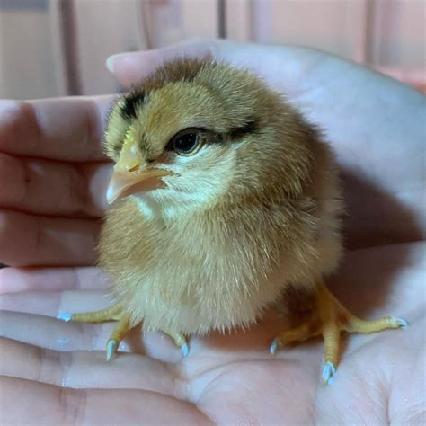 Athena And Her Chickenss Instagram Photo “this Is Periwinkle Our