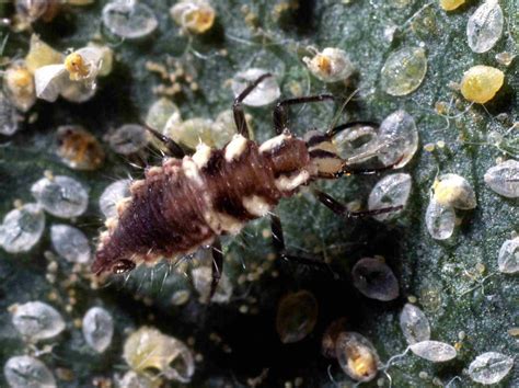 The 5 Forms Of Insect Larvae