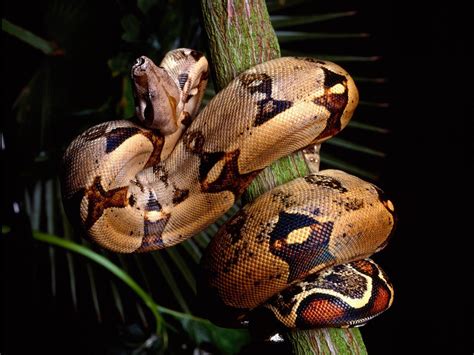 Boa Constrictor Wallpapers Wallpaper Cave