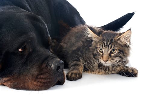 Many pet owners are using holistic health products on their pets. Holistic Pet Care; 3 Ways To Take Care of Your Pets Like ...