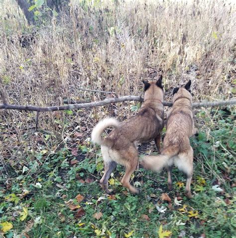 Happy Tails Dog Boarding And Doggie Day Care | Loda IL