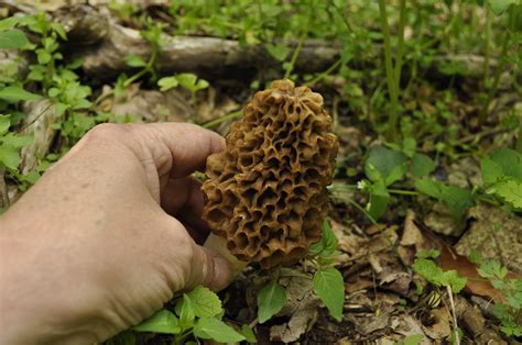 The Secrets To Finding Monster Morel Mushrooms Video
