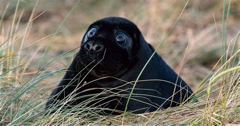 Very Rare Black Baby Seal Charms Crowds Of Thousands At Donna Nook As