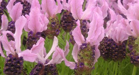 Lavender Flower Seeds Kings Seeds