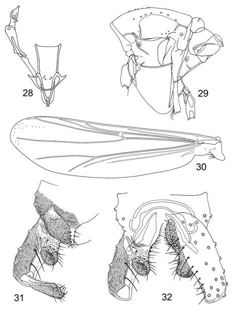 Antillocladius Gephyrus Sp N Male 28—tentorium Stipes And