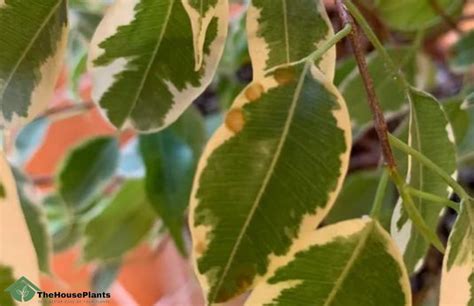 7 Reasons For Ficus Benjamina Leaves Turning Brown Fix And Prevent