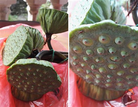 Check spelling or type a new query. Sedap Ke Buah Teratai?