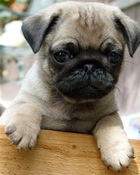 1000 Images About ♥ Cute Pug Puppies ♥ On Pinterest