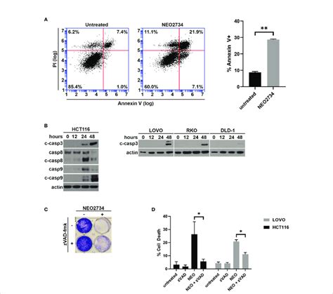 neo2734 induces apoptosis in crc cells a annexin v flow cytometry of download scientific